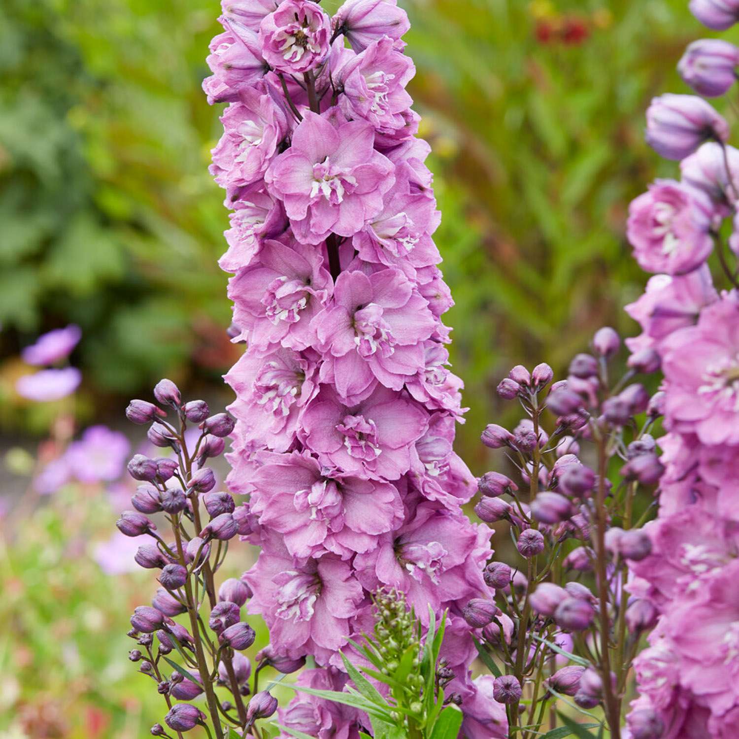 Ridderspore 'Delphi's Pink Power'